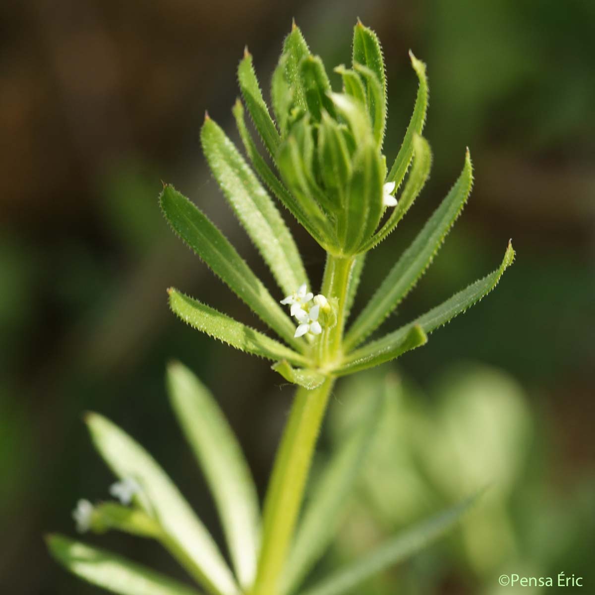 Gaillet Gratteron - Galium aparine