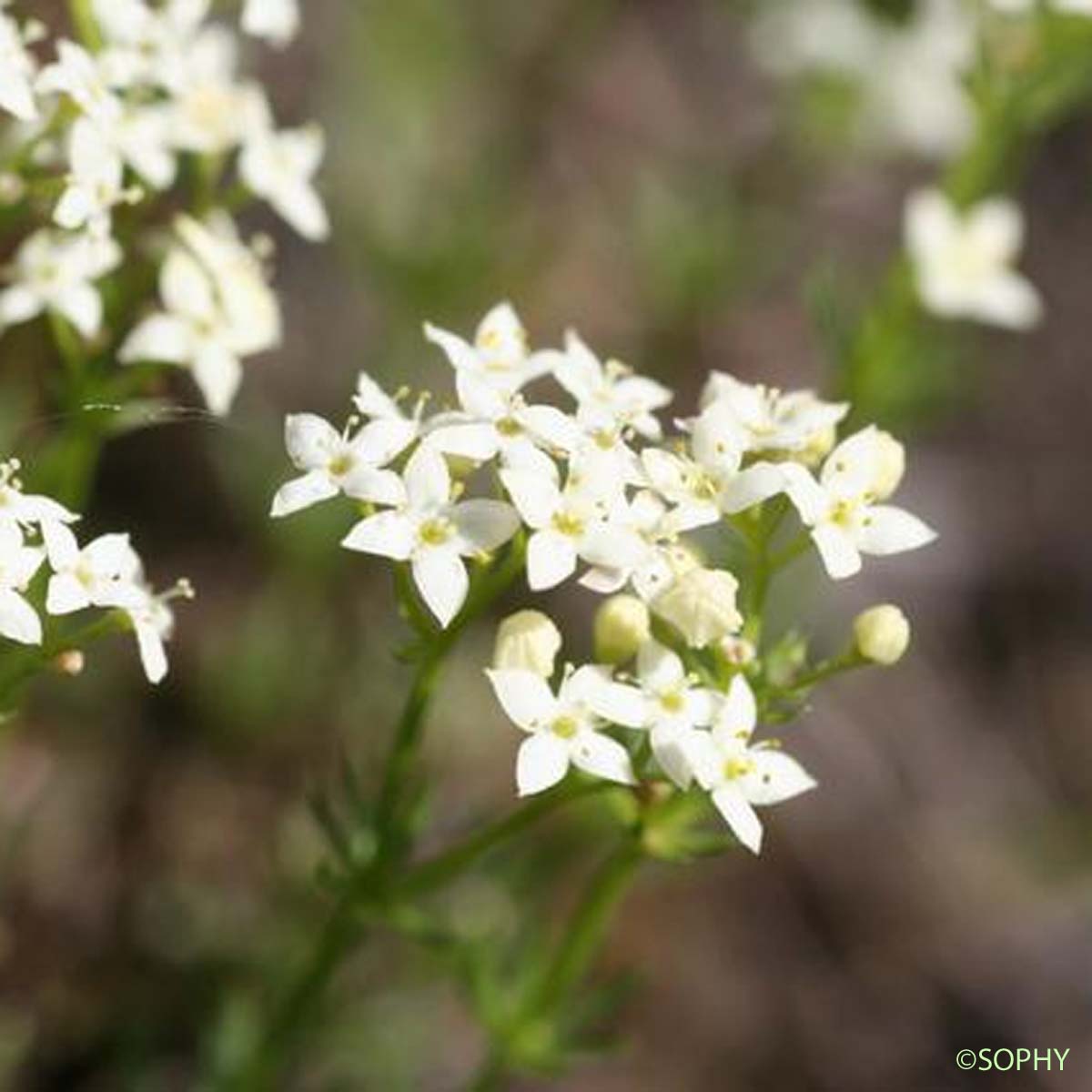 Gaillet luisant - Galium lucidum