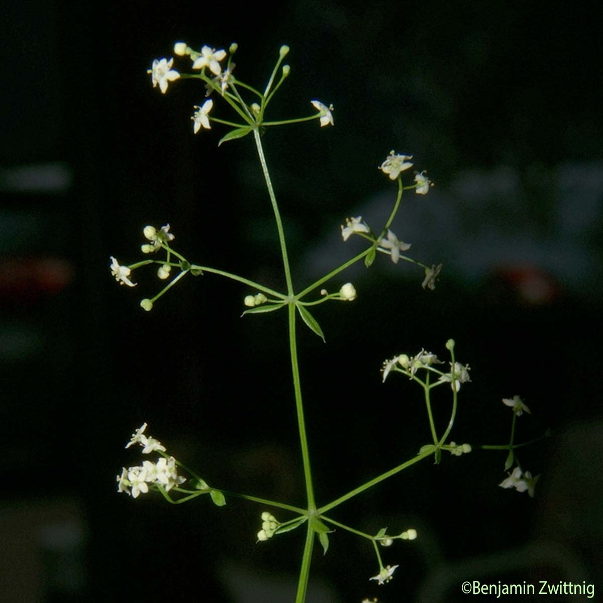 Gaillet Mollugine - Galium mollugo