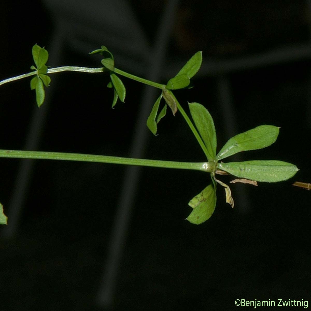 Gaillet Mollugine - Galium mollugo