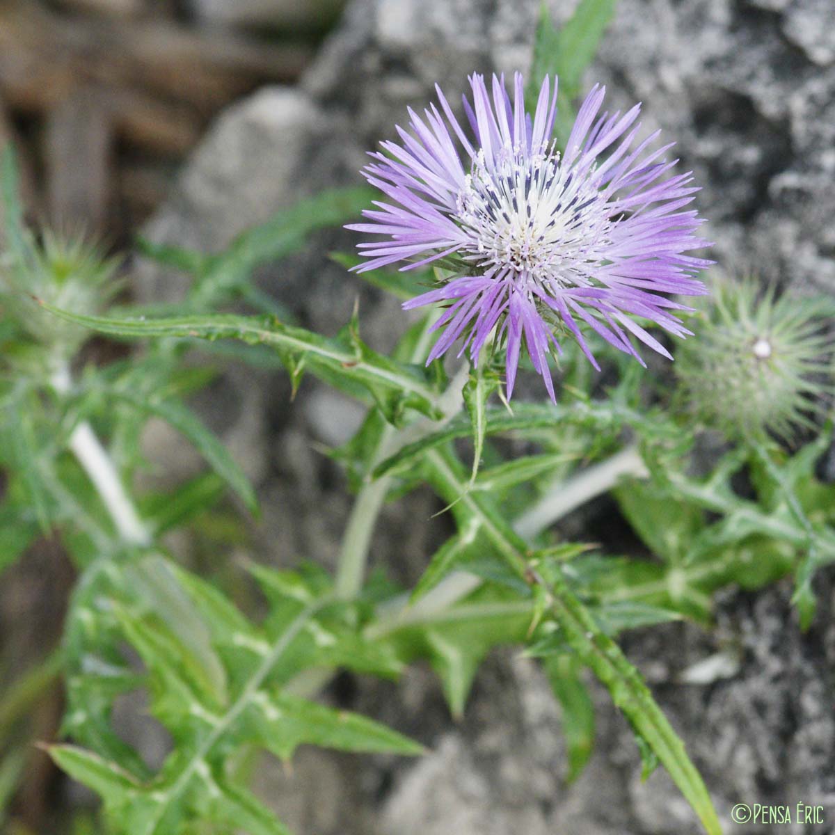 Galactites cotonneux - Galactites tomentosus