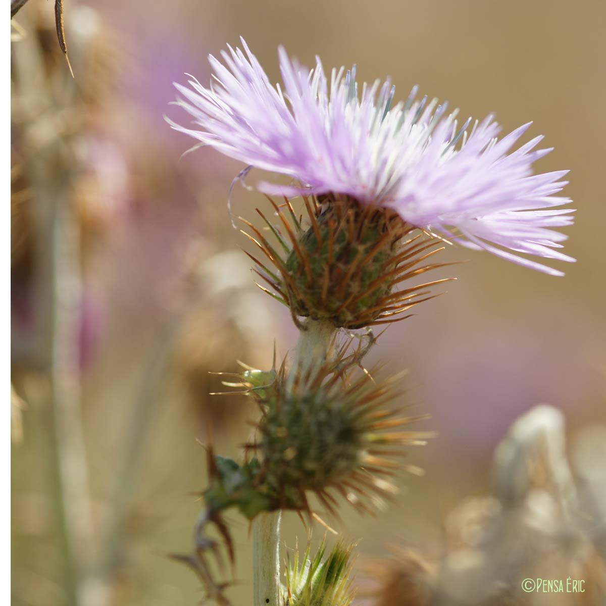 Galactites cotonneux - Galactites tomentosus