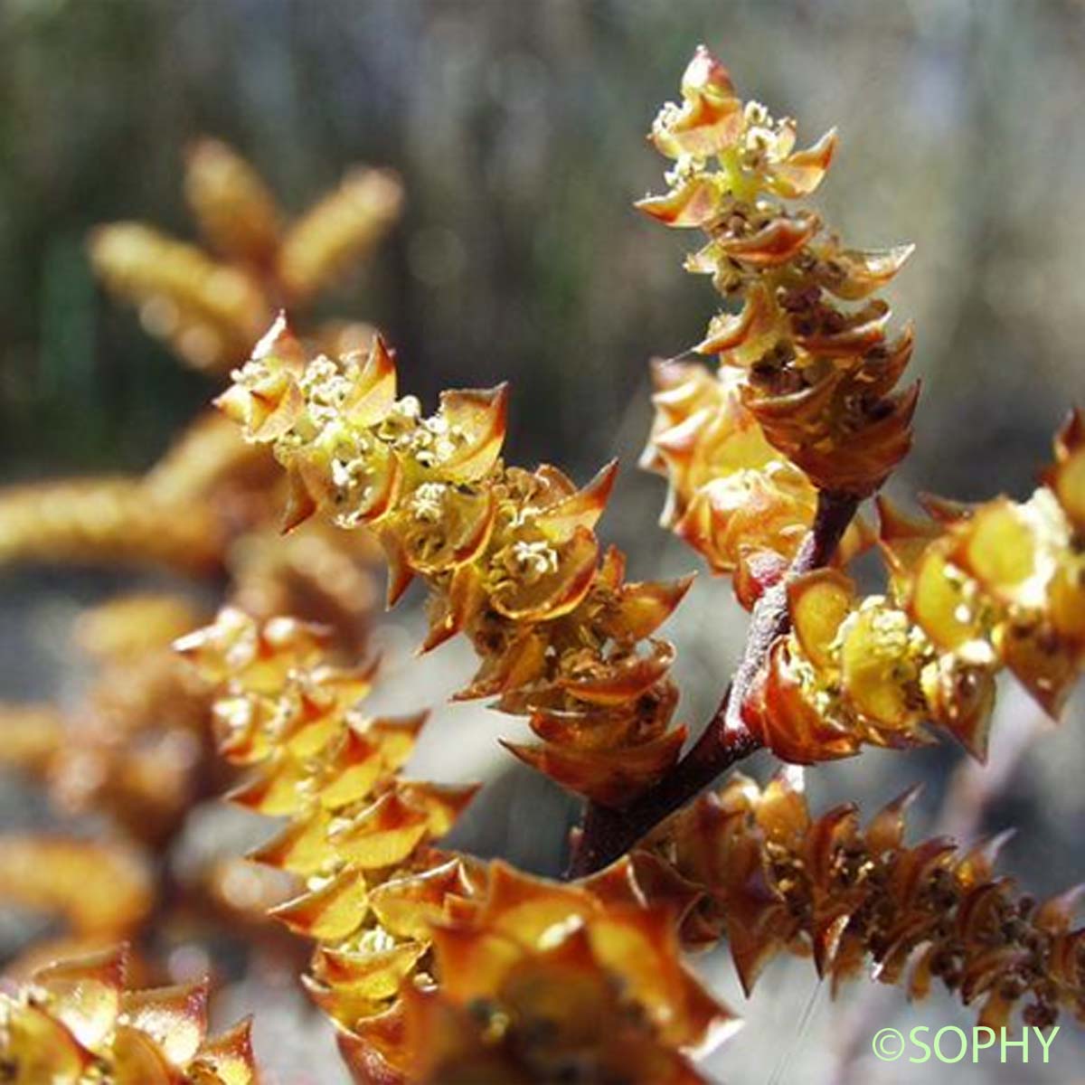 Galé odorant - Myrica gale