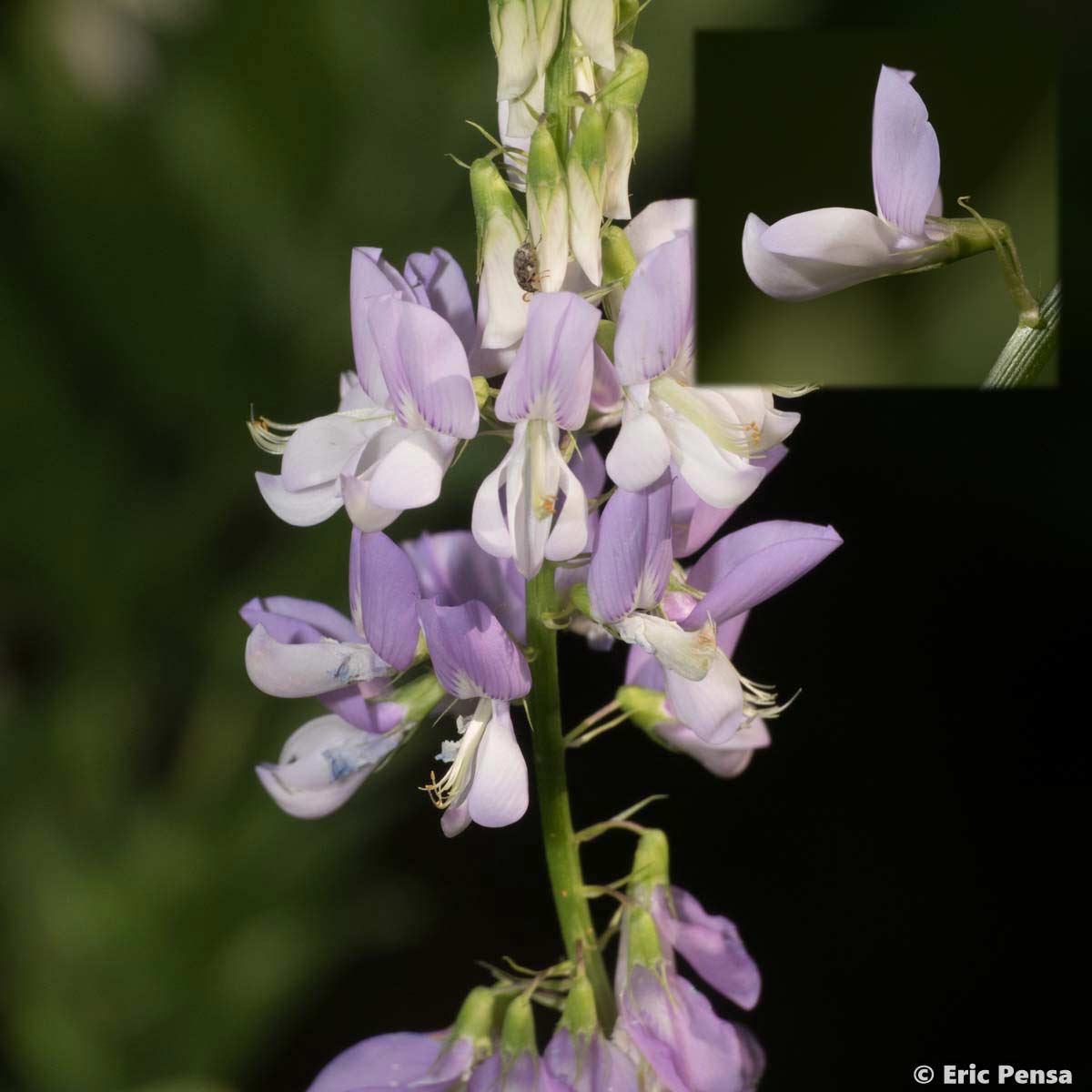 Galéga officinal - Galega officinalis