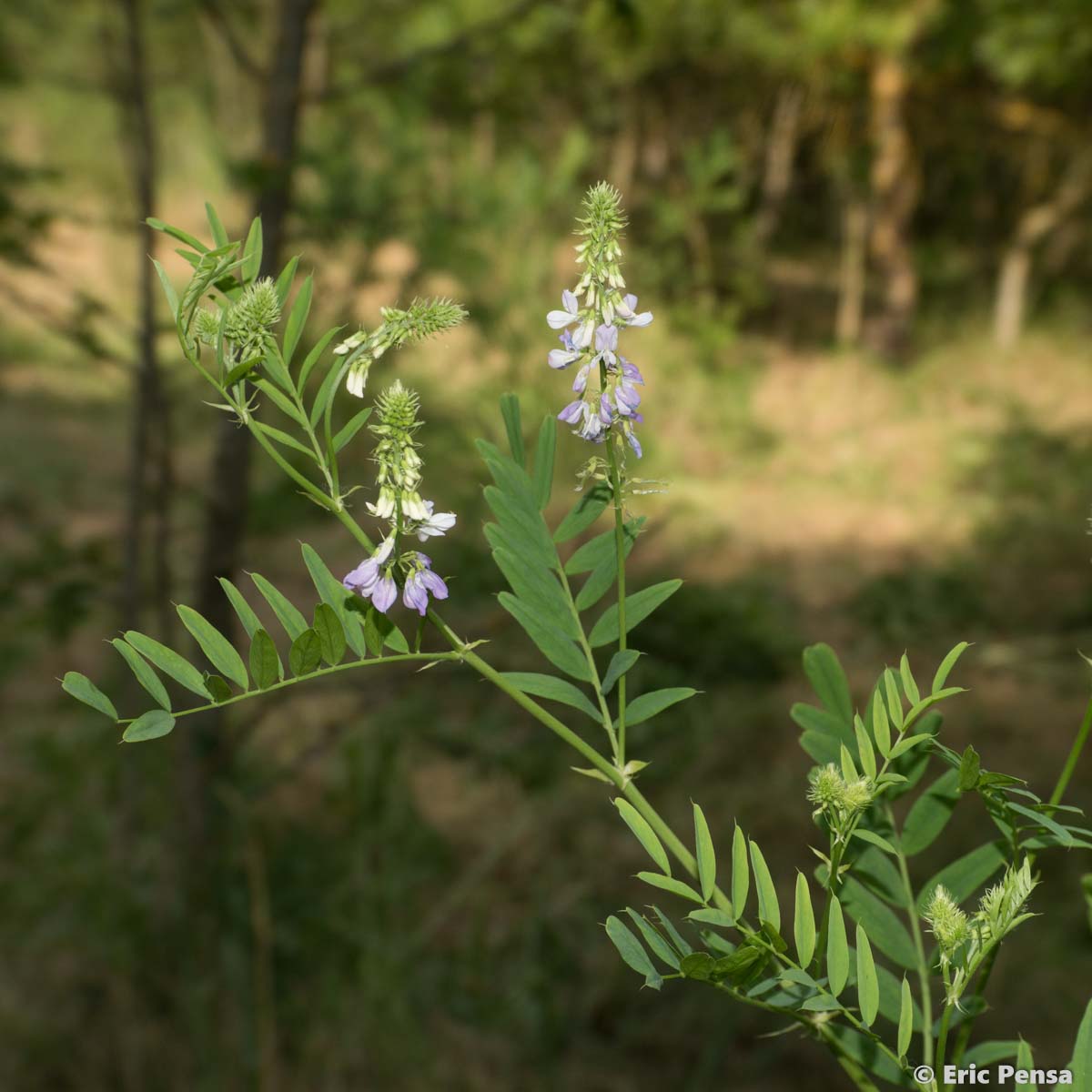 Galéga officinal - Galega officinalis