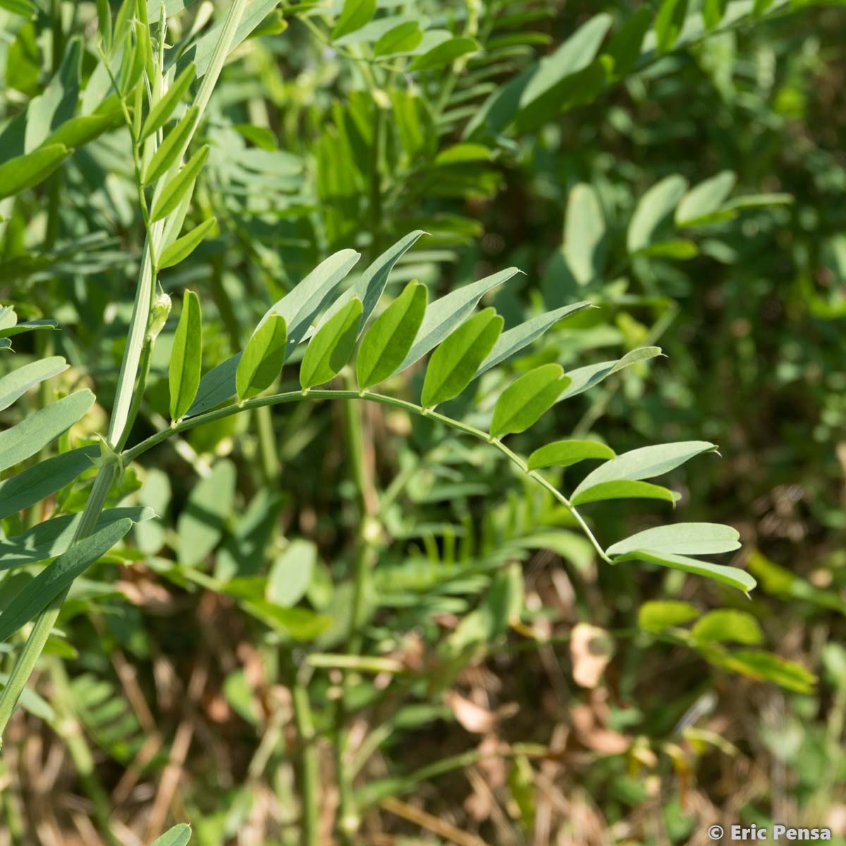 Galéga officinal - Galega officinalis