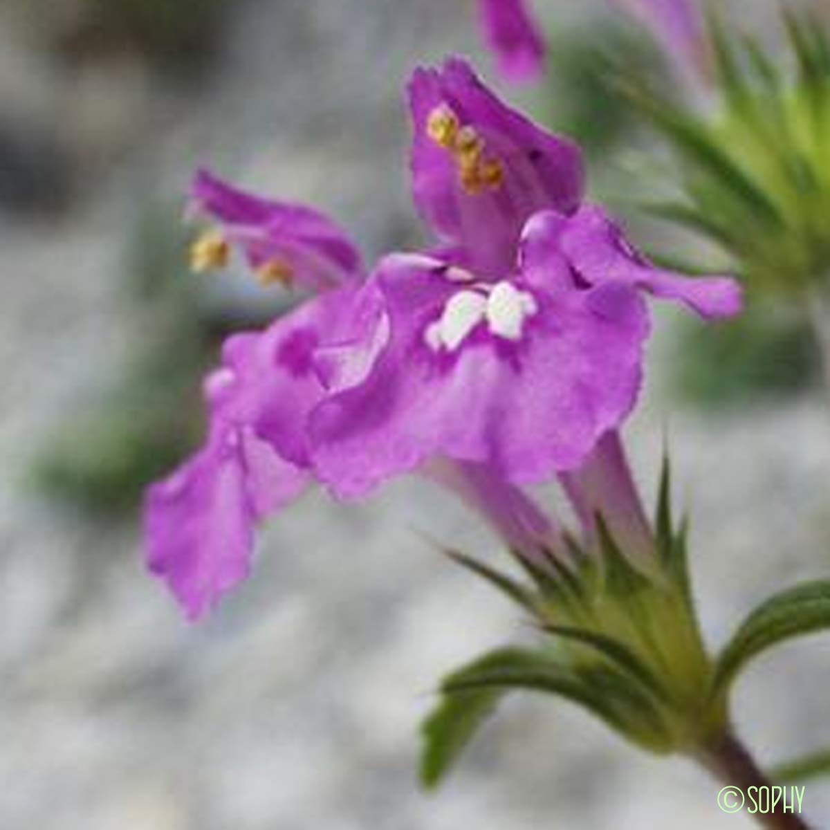 Galéopsis à feuilles étroites - Galeopsis angustifolia