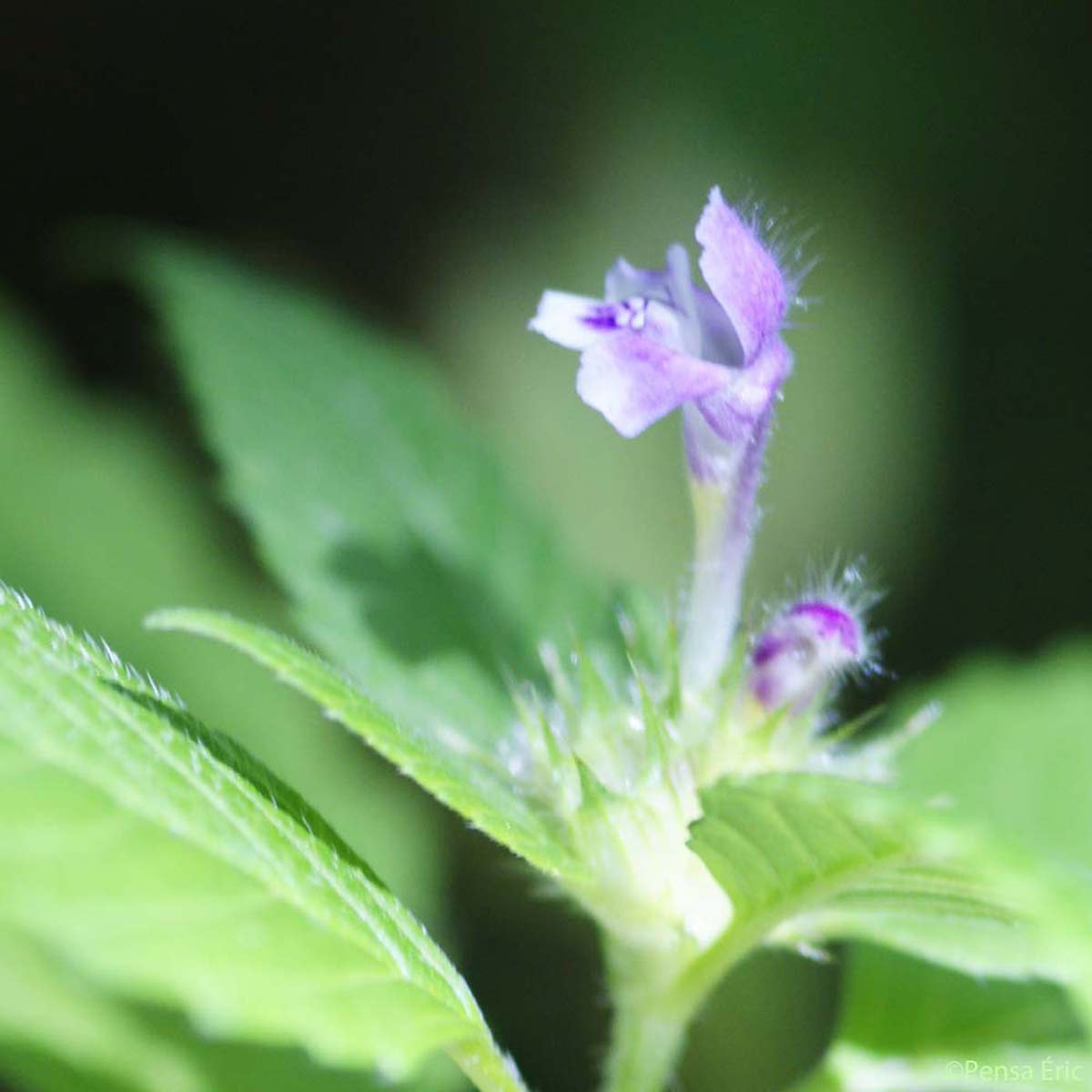 Galéopsis bifide - Galeopsis bifida