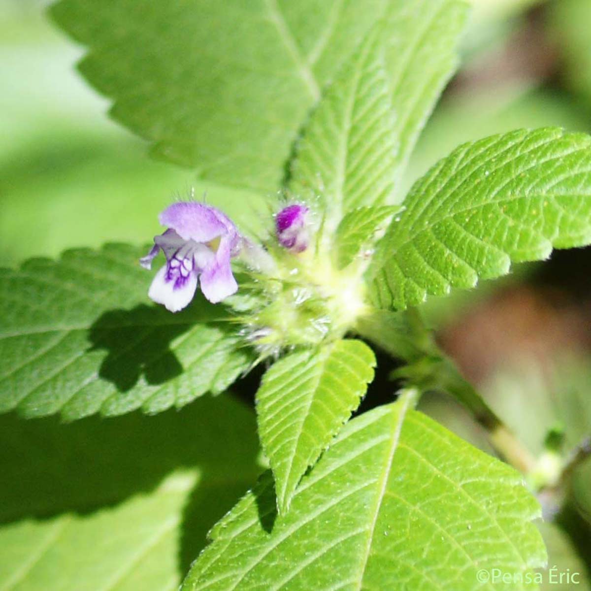 Galéopsis bifide - Galeopsis bifida