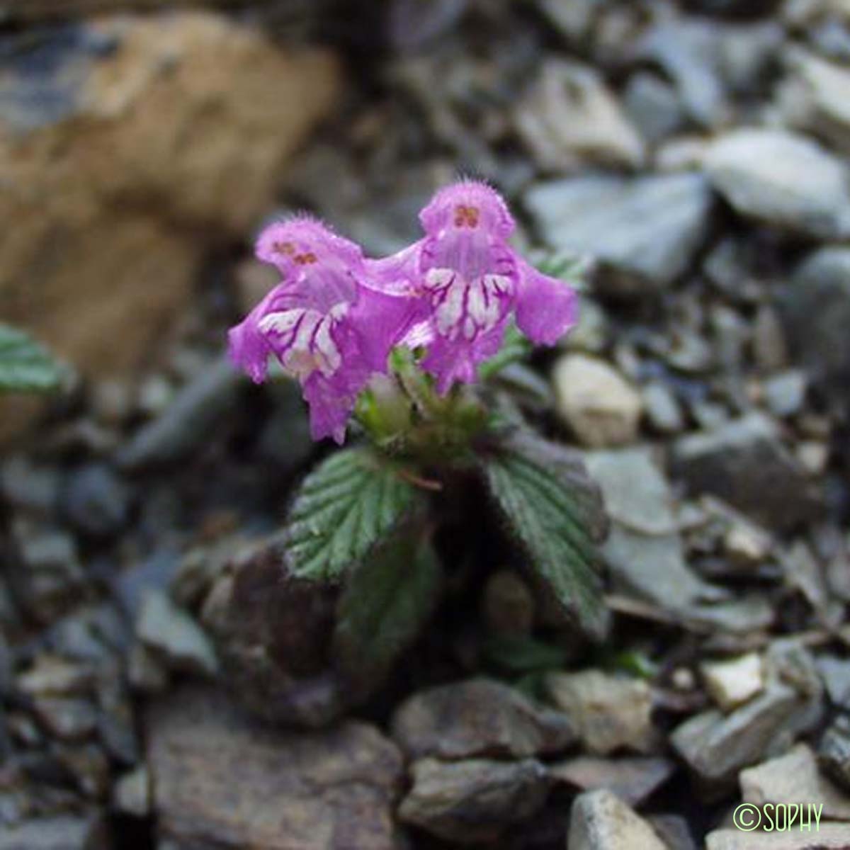 Galéopsis des Pyrénées - Galeopsis pyrenaica