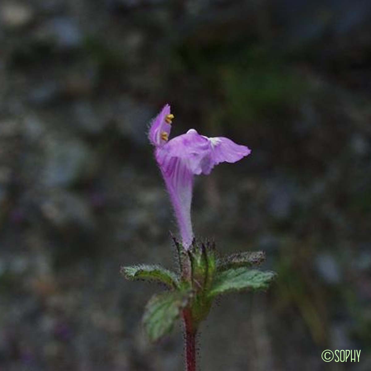 Galéopsis des Pyrénées - Galeopsis pyrenaica