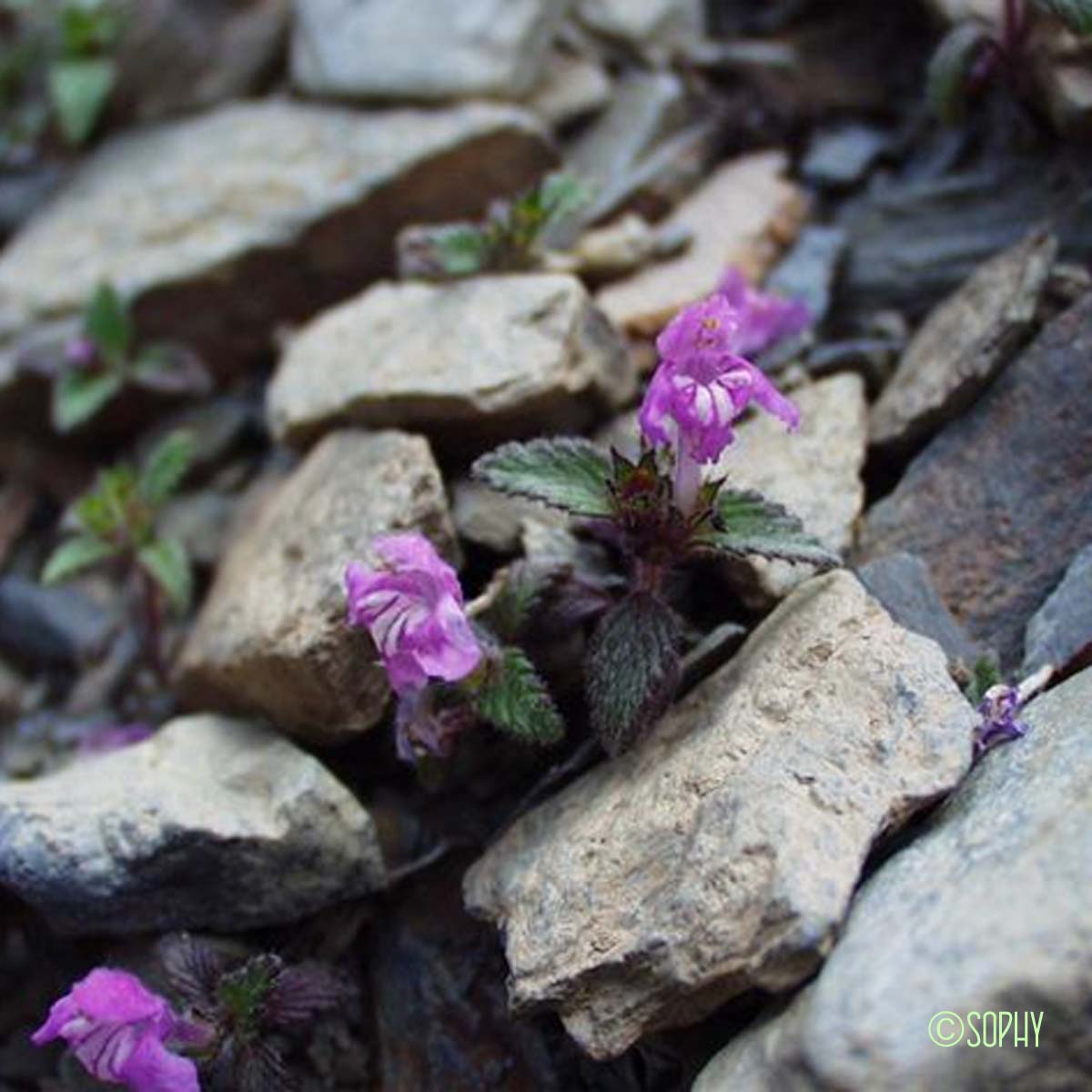 Galéopsis des Pyrénées - Galeopsis pyrenaica