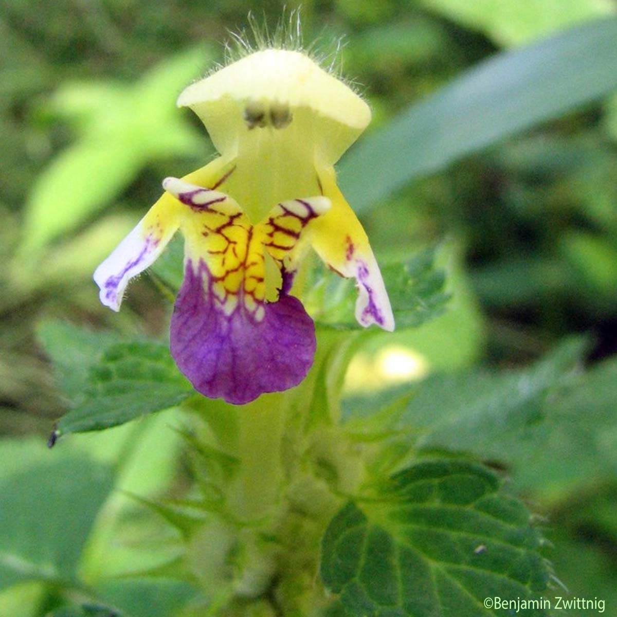 Galéopsis orné - Galeopsis speciosa