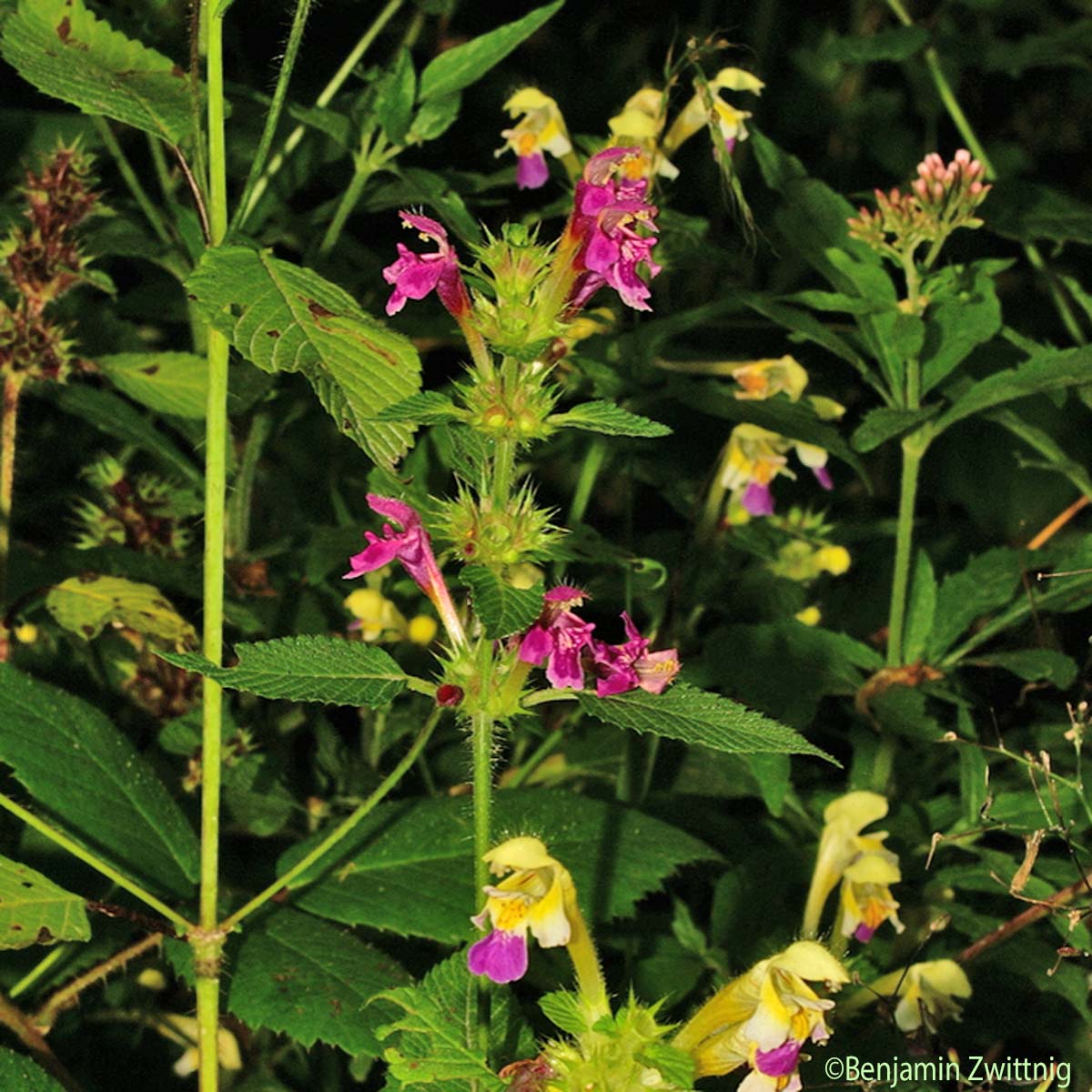 Galéopsis orné - Galeopsis speciosa