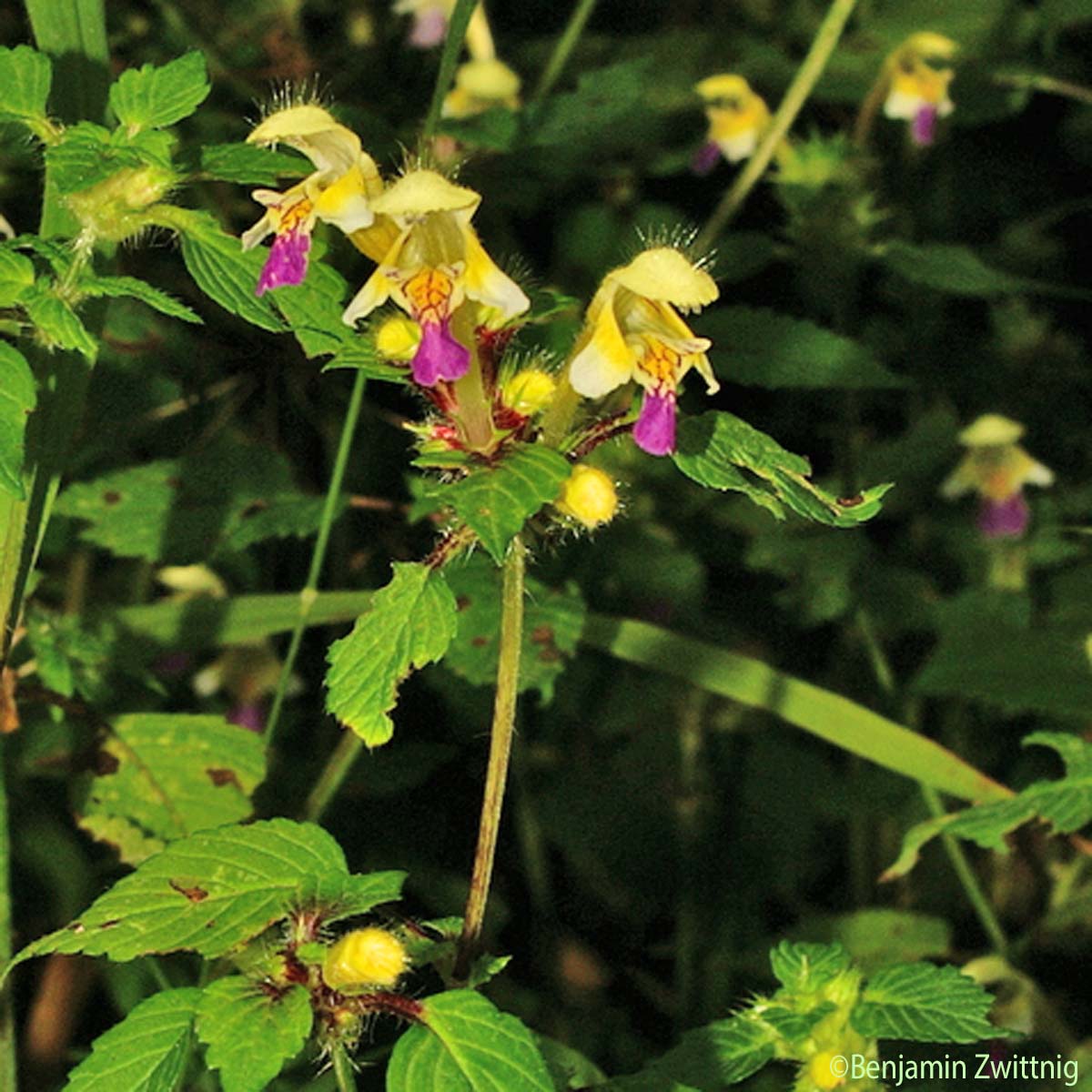 Galéopsis orné - Galeopsis speciosa