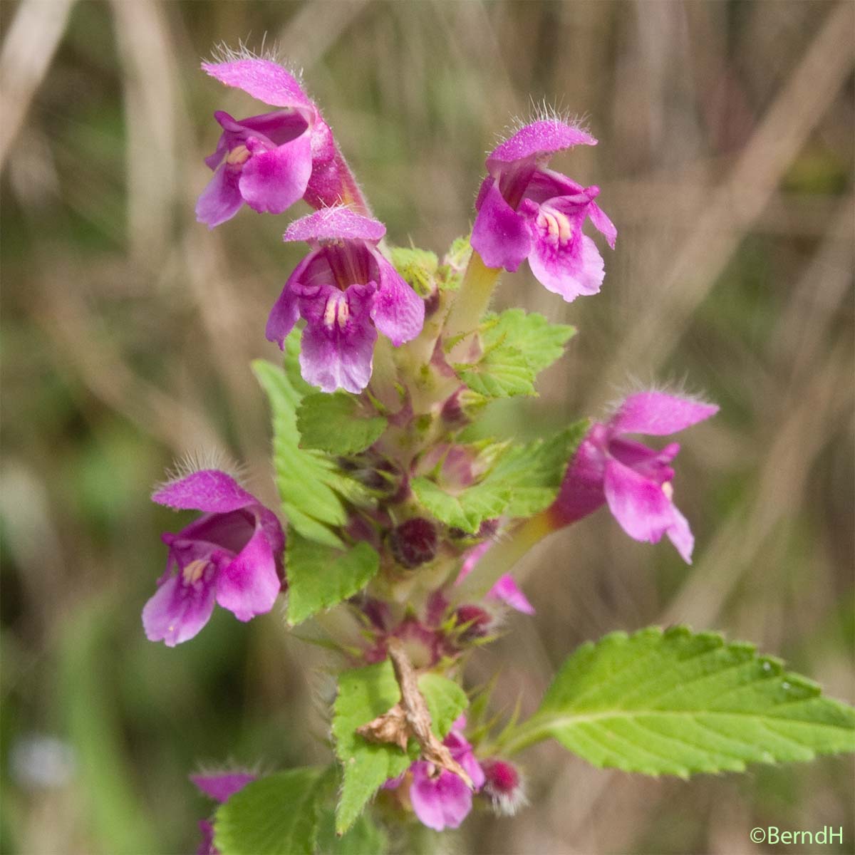 Galéopsis pubescent - Galeopsis pubescens