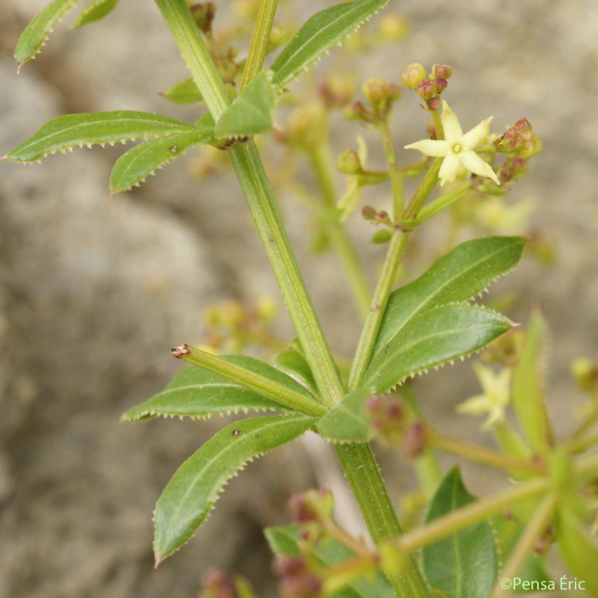 Garance voyageuse - Rubia peregrina subsp. peregrina