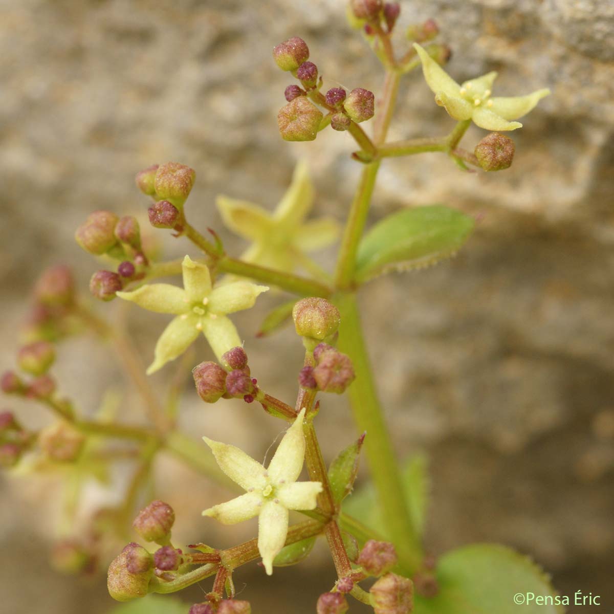 Garance voyageuse - Rubia peregrina subsp. peregrina