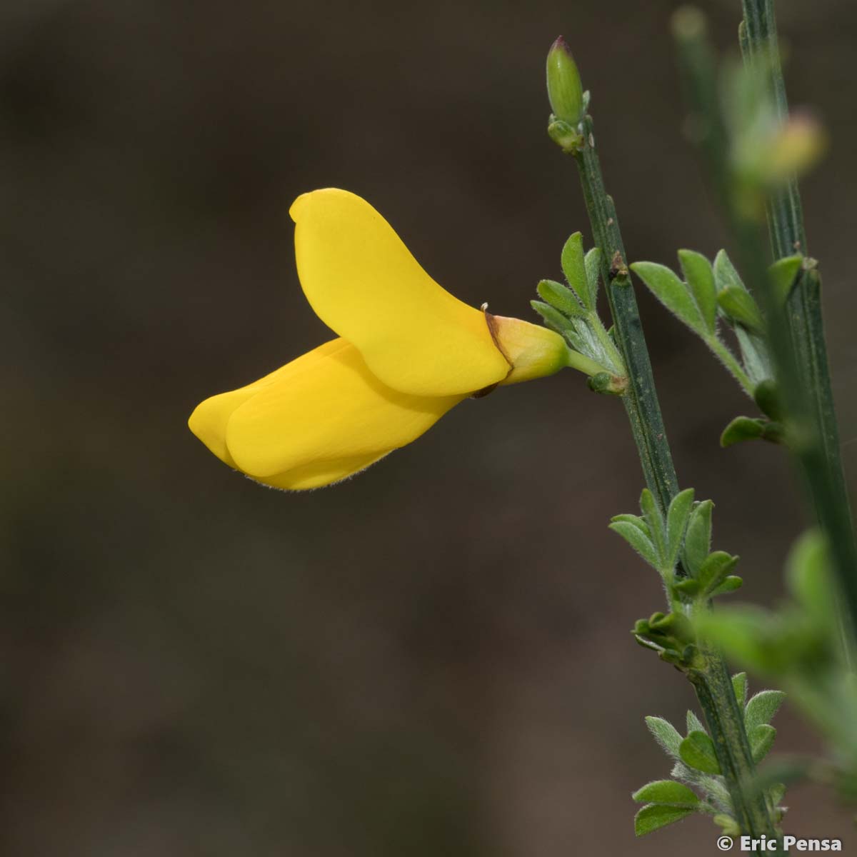 Genêt à balai - Cytisus scoparius subsp. scoparius