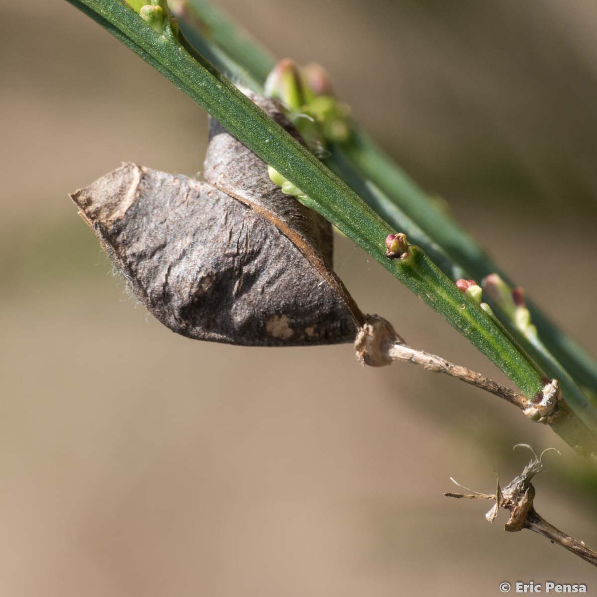 Genêt à balai - Cytisus scoparius subsp. scoparius