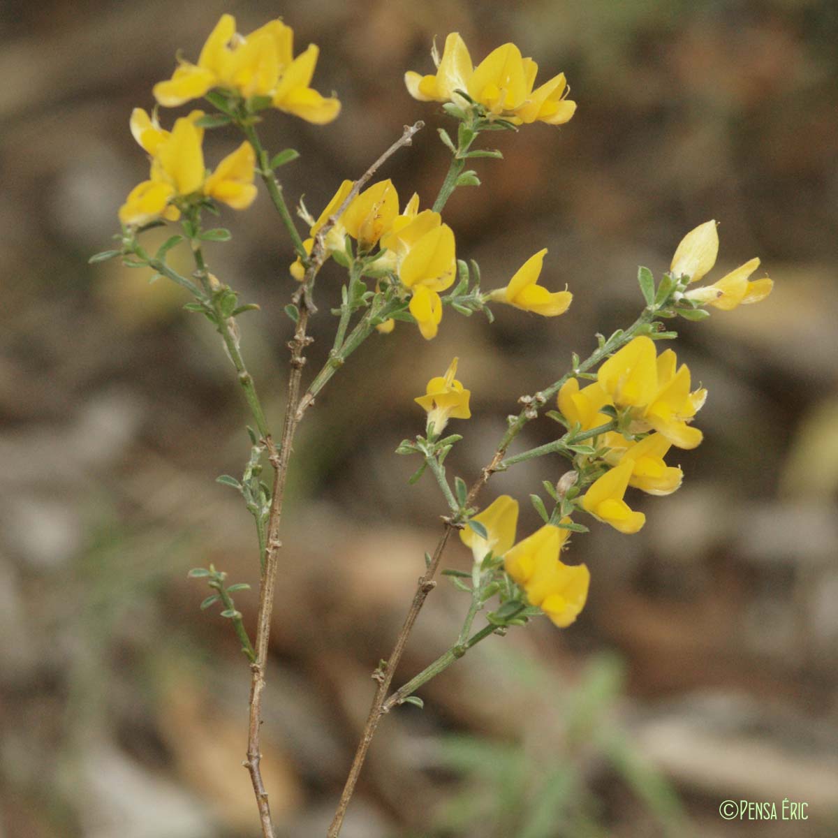 Genêt cendré - Genista cinerea