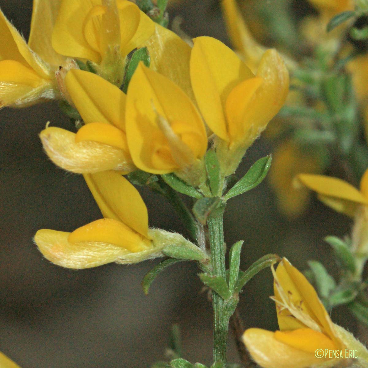 Genêt cendré - Genista cinerea