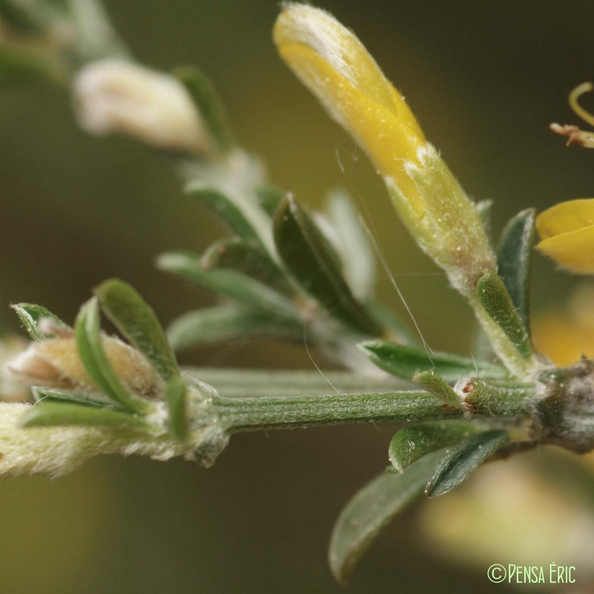 Genêt cendré - Genista cinerea