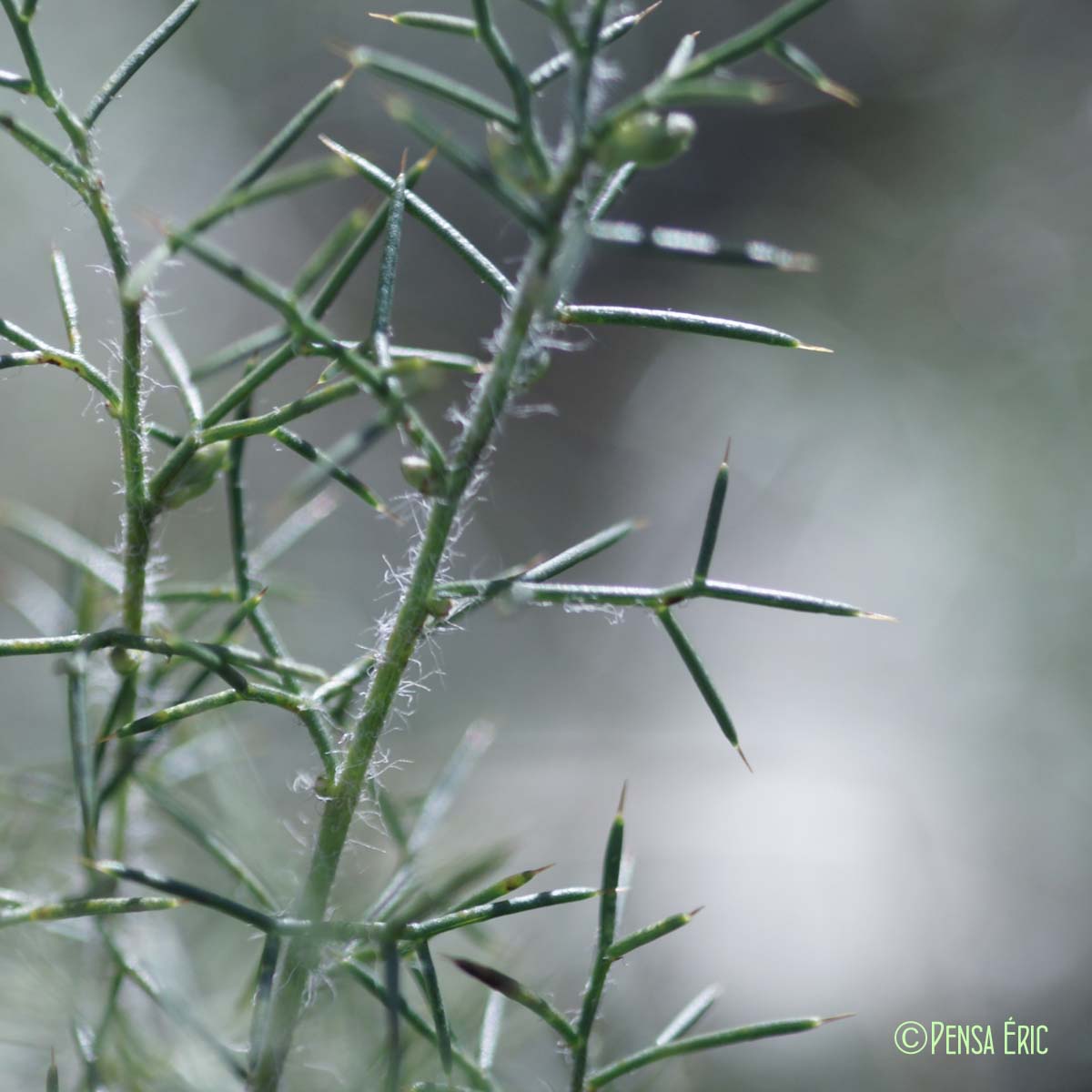 Genêt d'Espagne - Genista hispanica subsp. hispanica