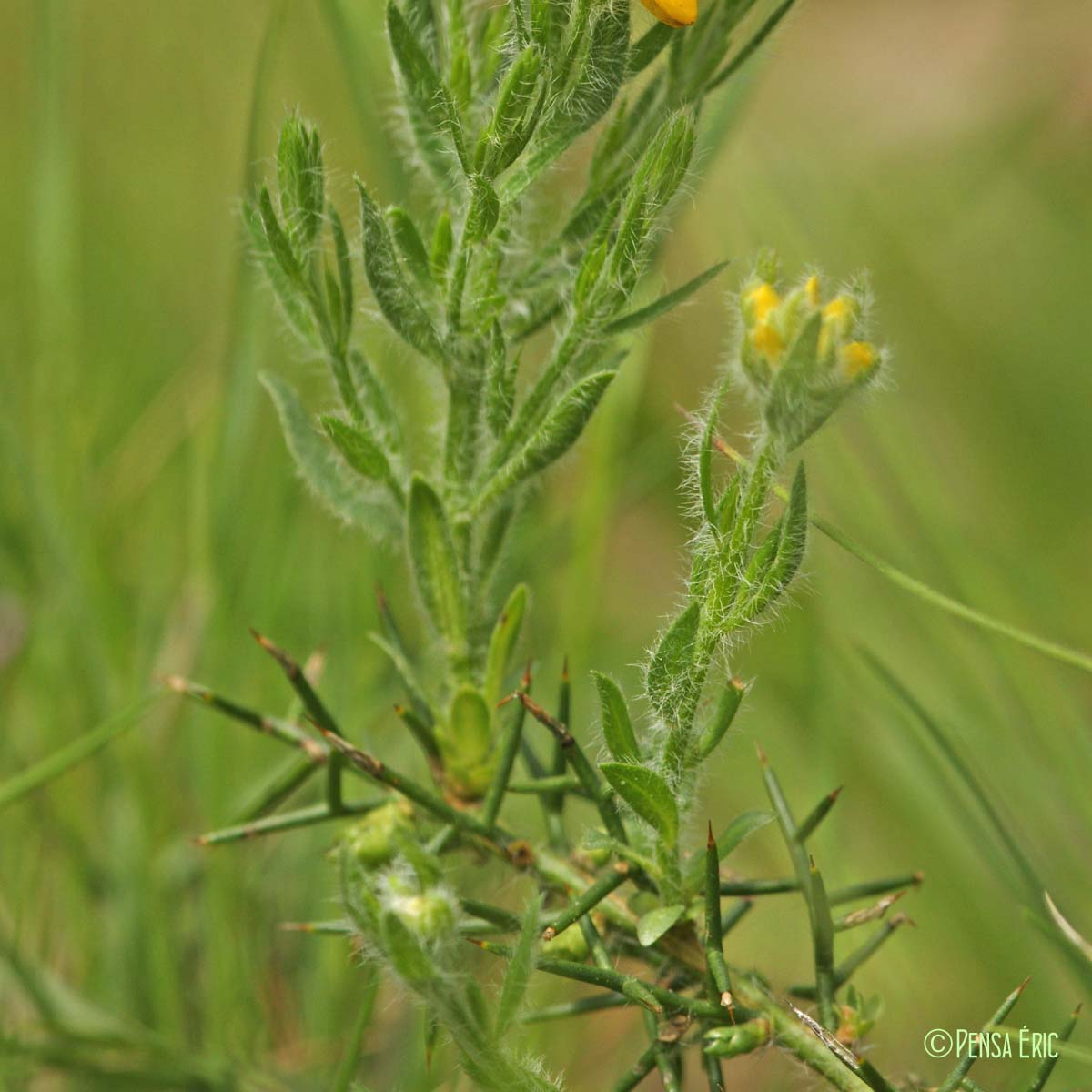 Genêt d'Espagne - Genista hispanica subsp. hispanica