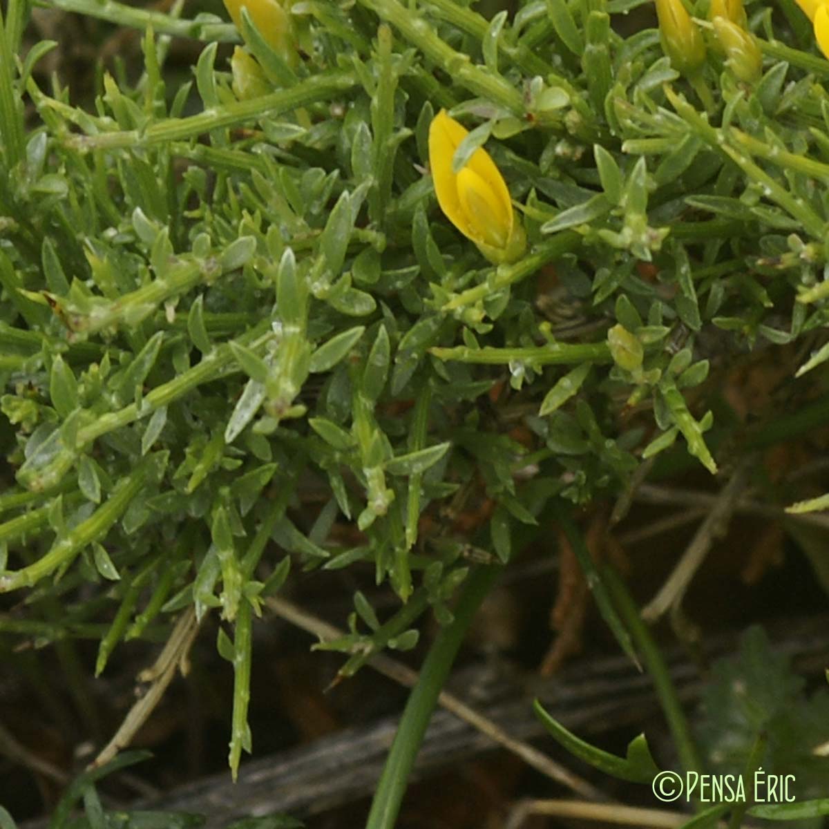 Genêt de Lobel - Genista lobelii