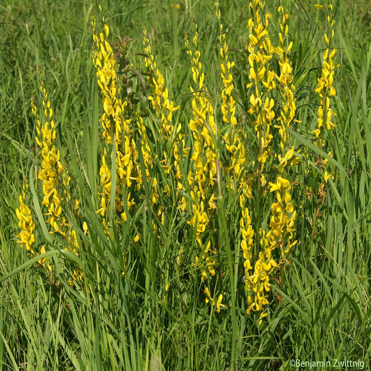 Genêt des teinturiers - Genista tinctoria