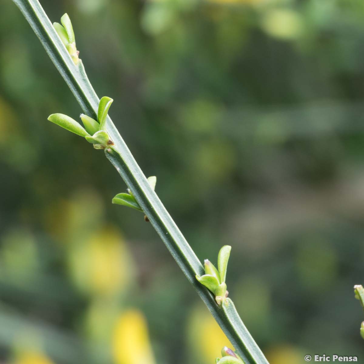 Genêt maritime - Cytisus scoparius subsp. maritimus