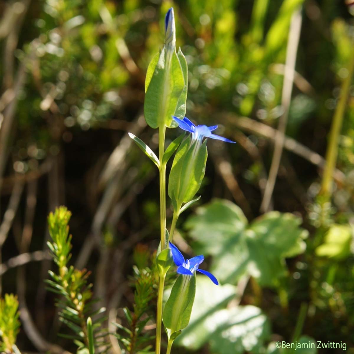 Gentiane à calice renflé - Gentiana utriculosa