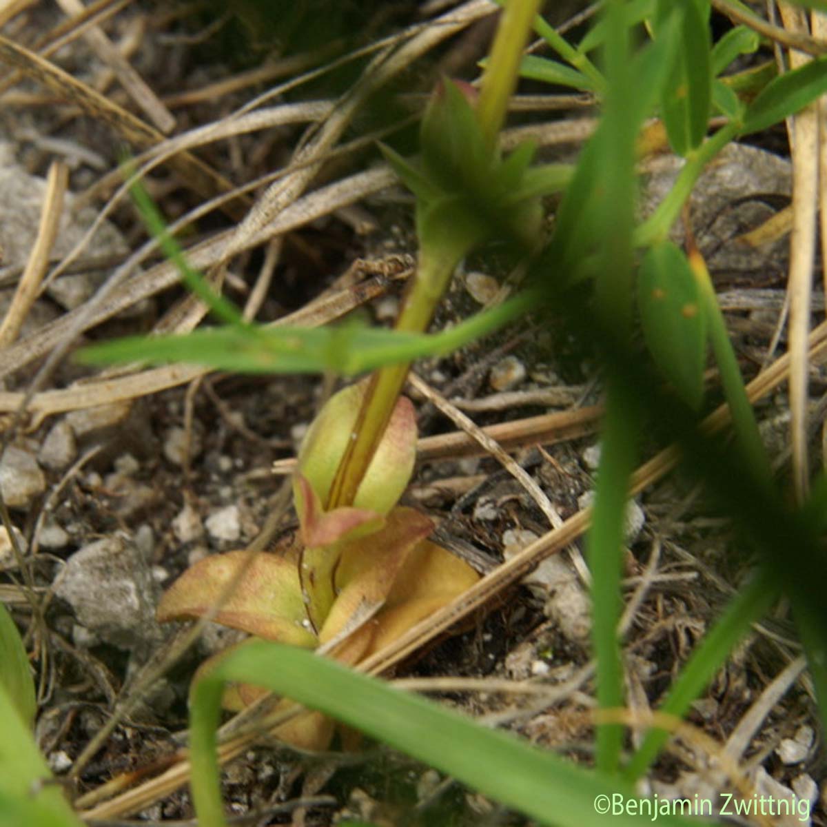 Gentiane à calice renflé - Gentiana utriculosa