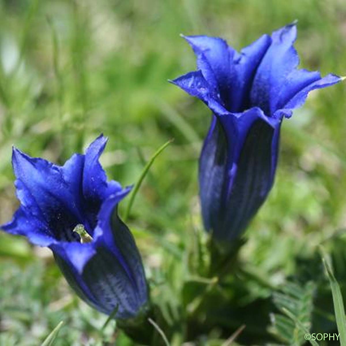 Gentiane à feuilles étroites - Gentiana angustifolia