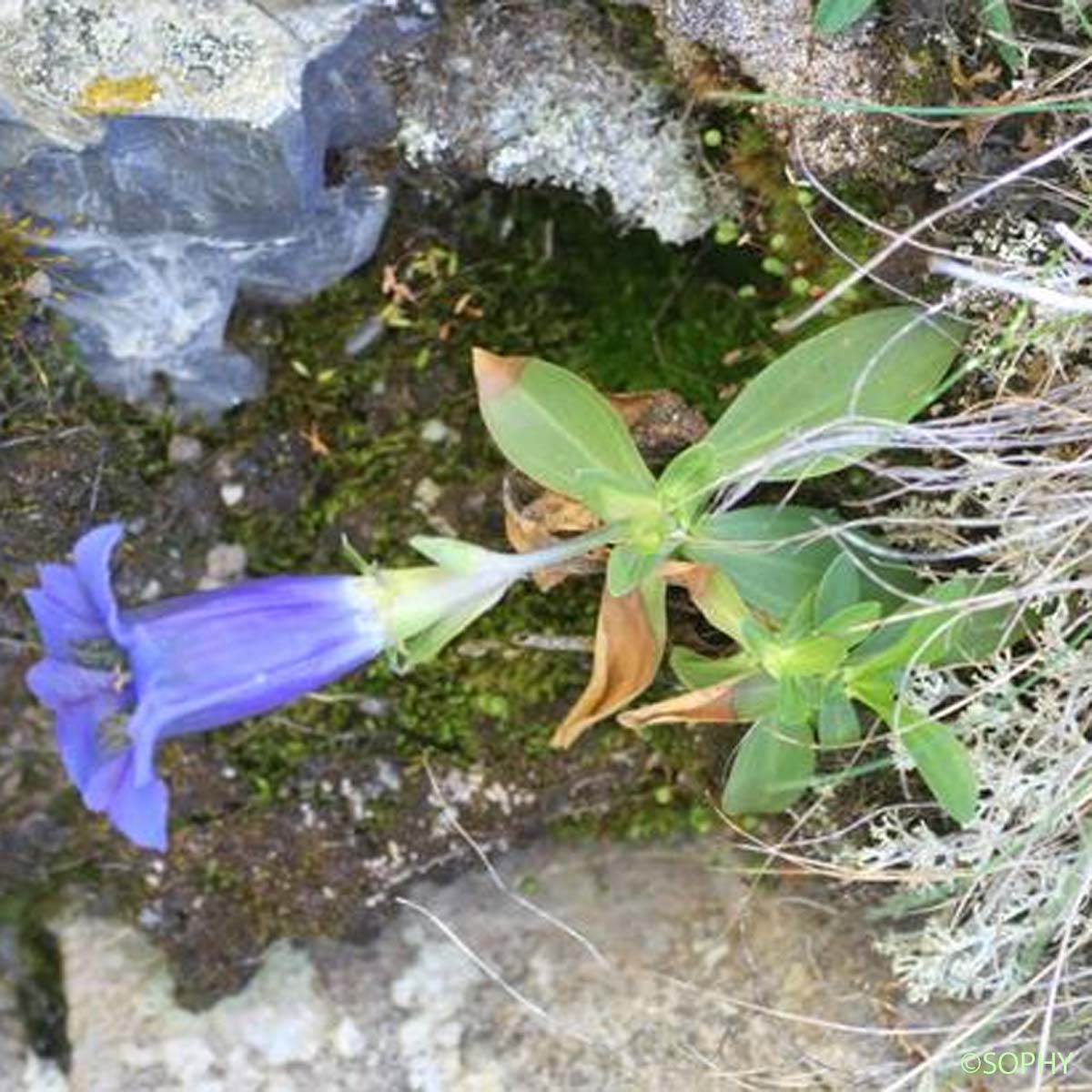 Gentiane à feuilles étroites - Gentiana angustifolia