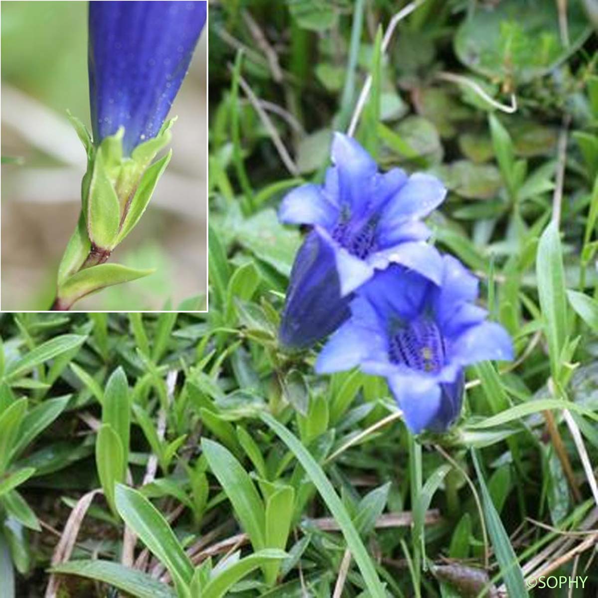 Gentiane à feuilles étroites - Gentiana angustifolia