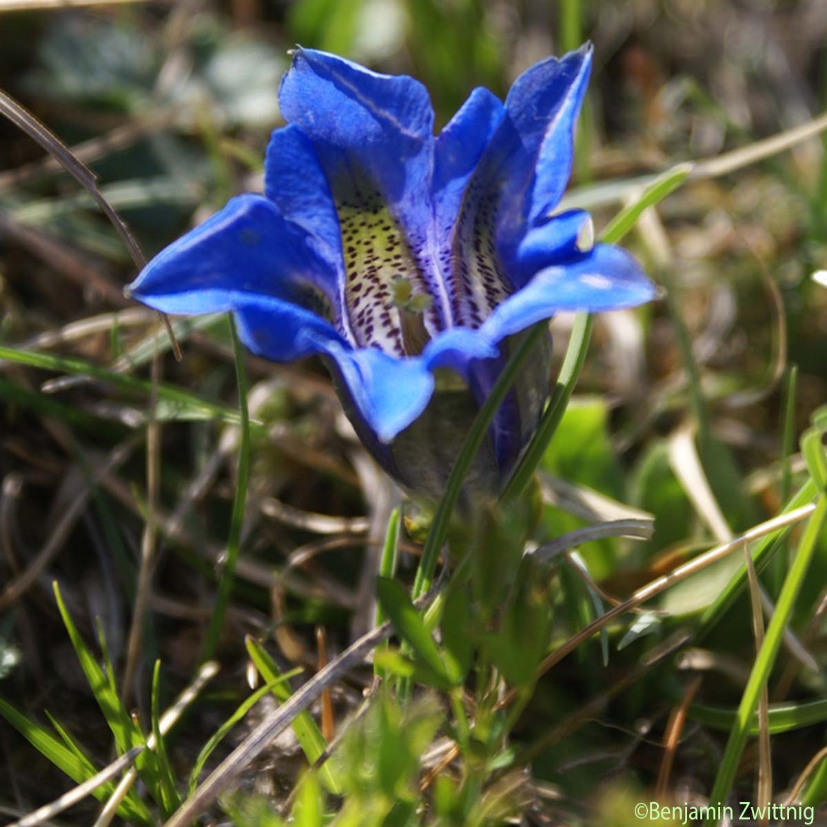 Gentiane acaule - Gentiana acaulis