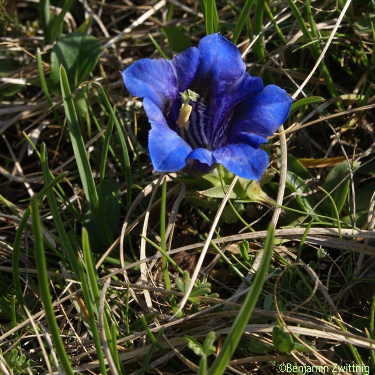 Gentiane acaule - Gentiana acaulis