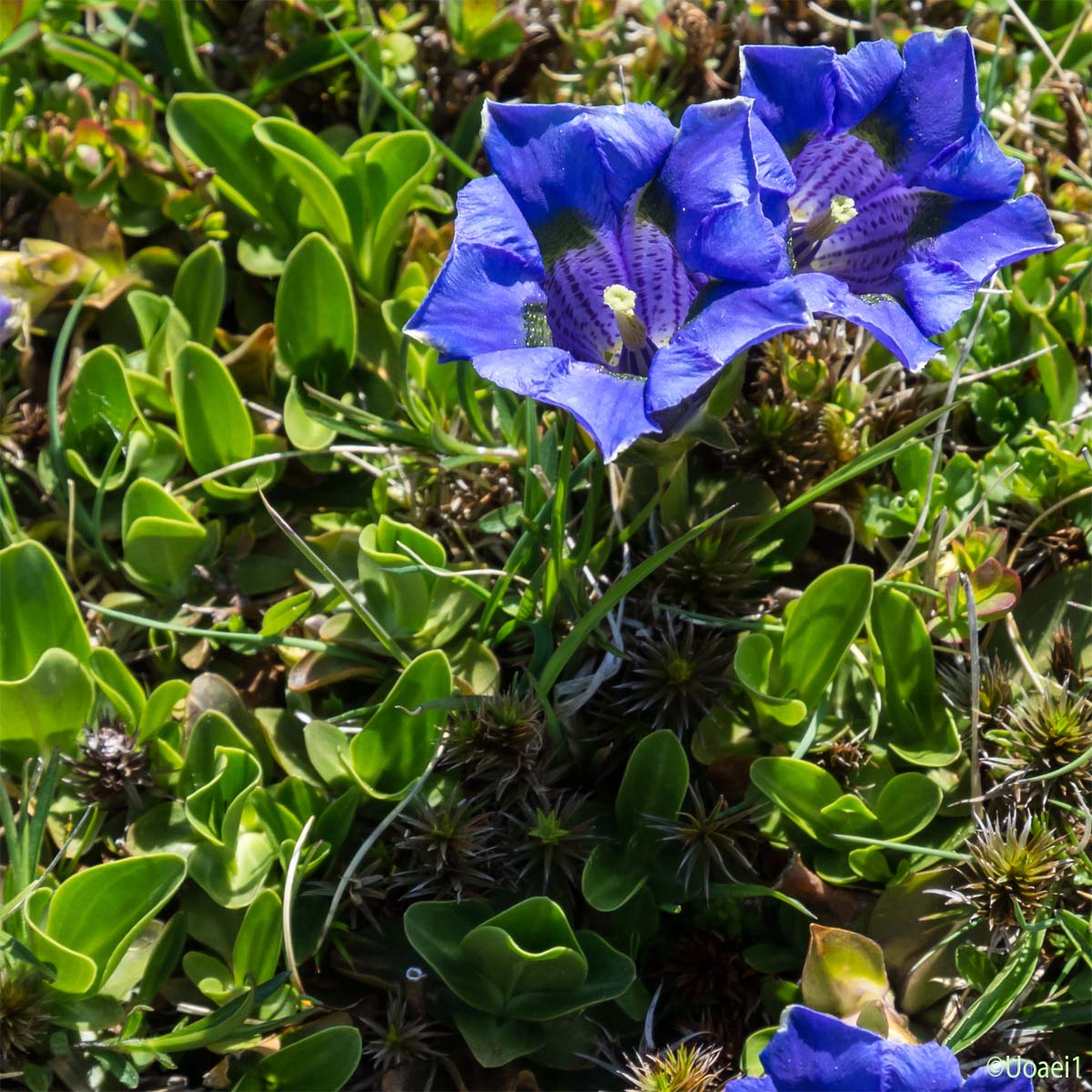 Gentiane acaule - Gentiana acaulis