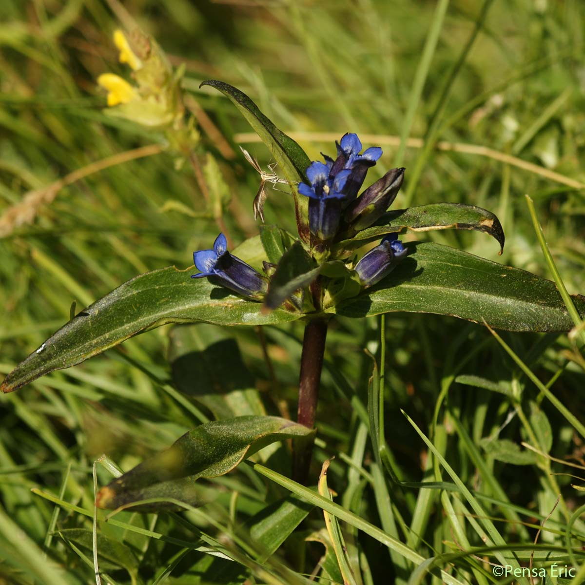 Gentiane croisette - Gentiana cruciata