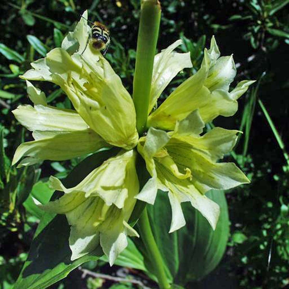 Gentiane de Burser - Gentiana burseri subsp. actinocalyx