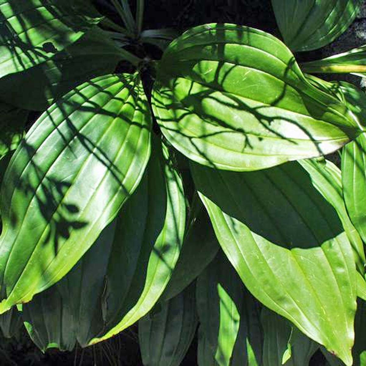 Gentiane de Burser - Gentiana burseri subsp. actinocalyx