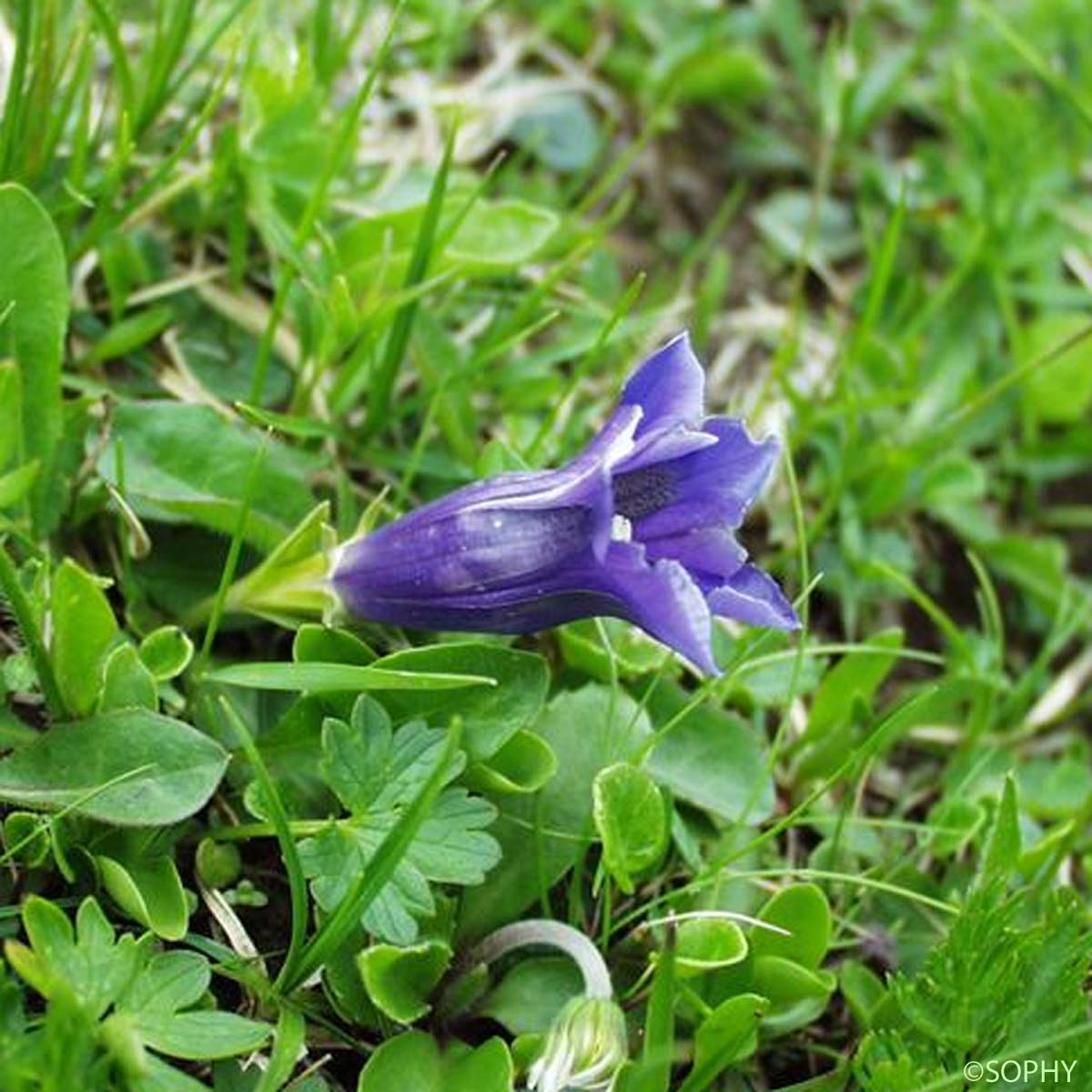 Gentiane de Clusius - Gentiana clusii