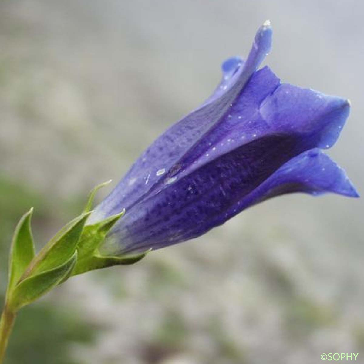 Gentiane de Clusius - Gentiana clusii