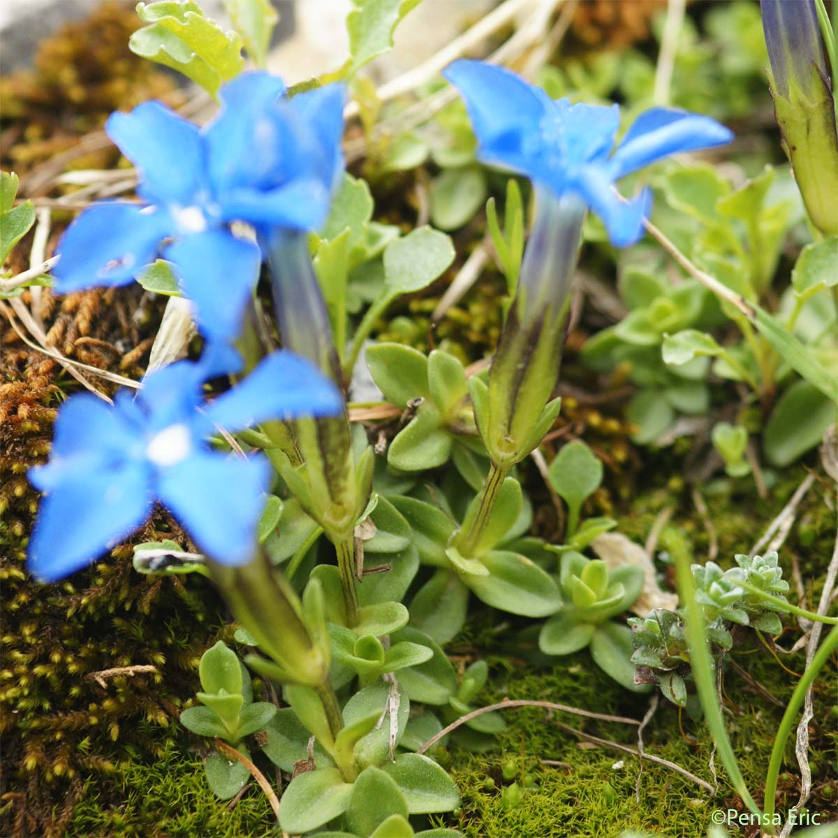 Gentiane de Rostan - Gentiana rostanii