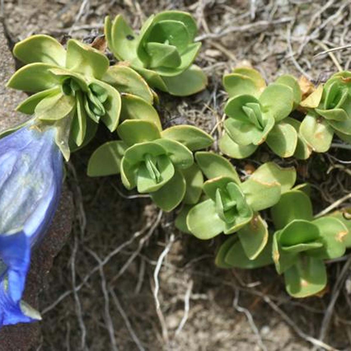 Gentiane des Alpes - Gentiana alpina