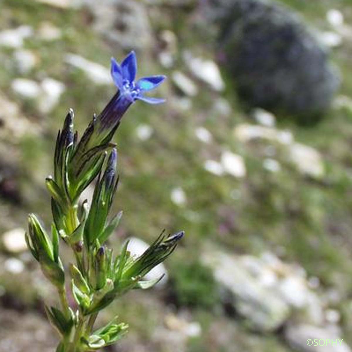 Gentiane des neiges - Gentiana nivalis