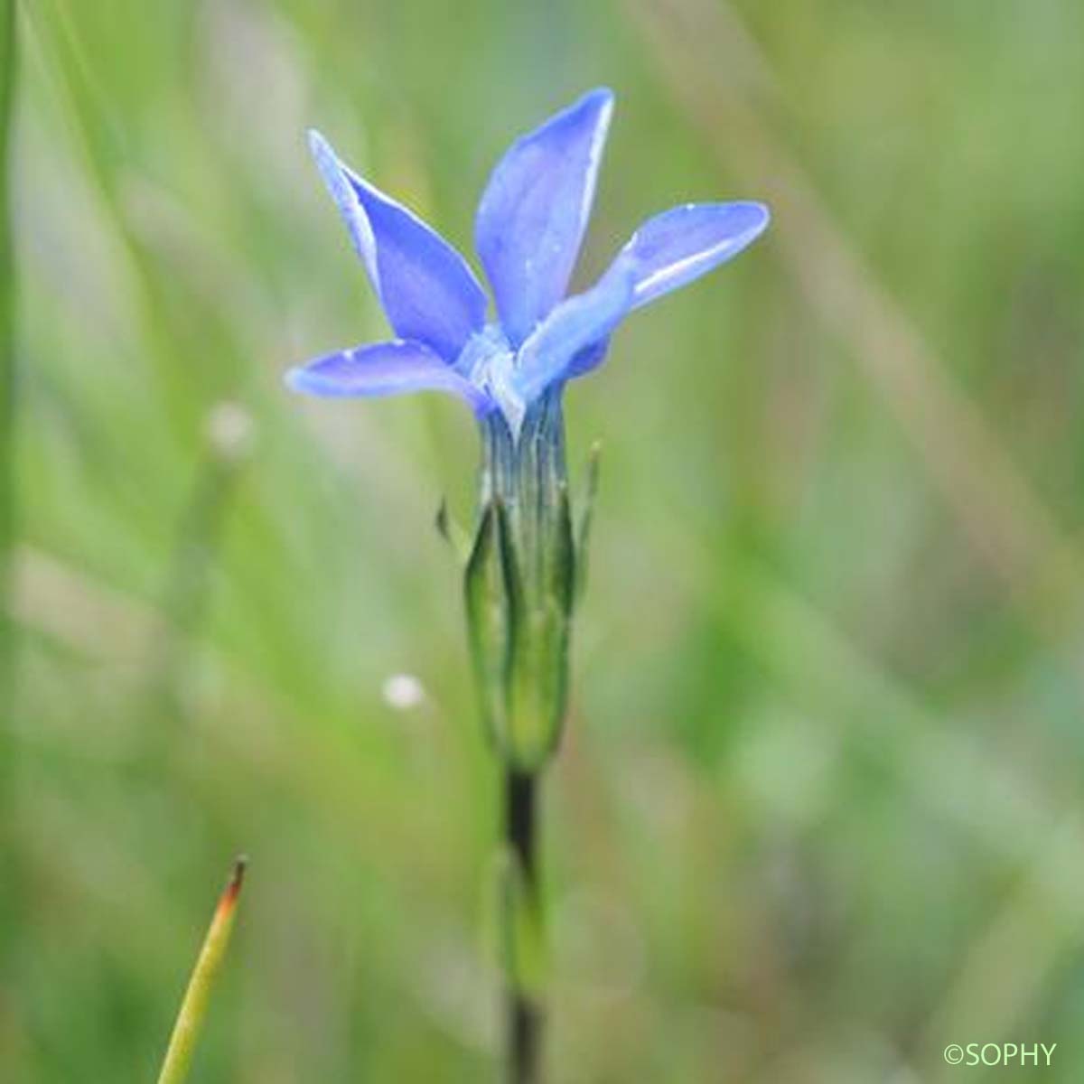 Gentiane des neiges - Gentiana nivalis