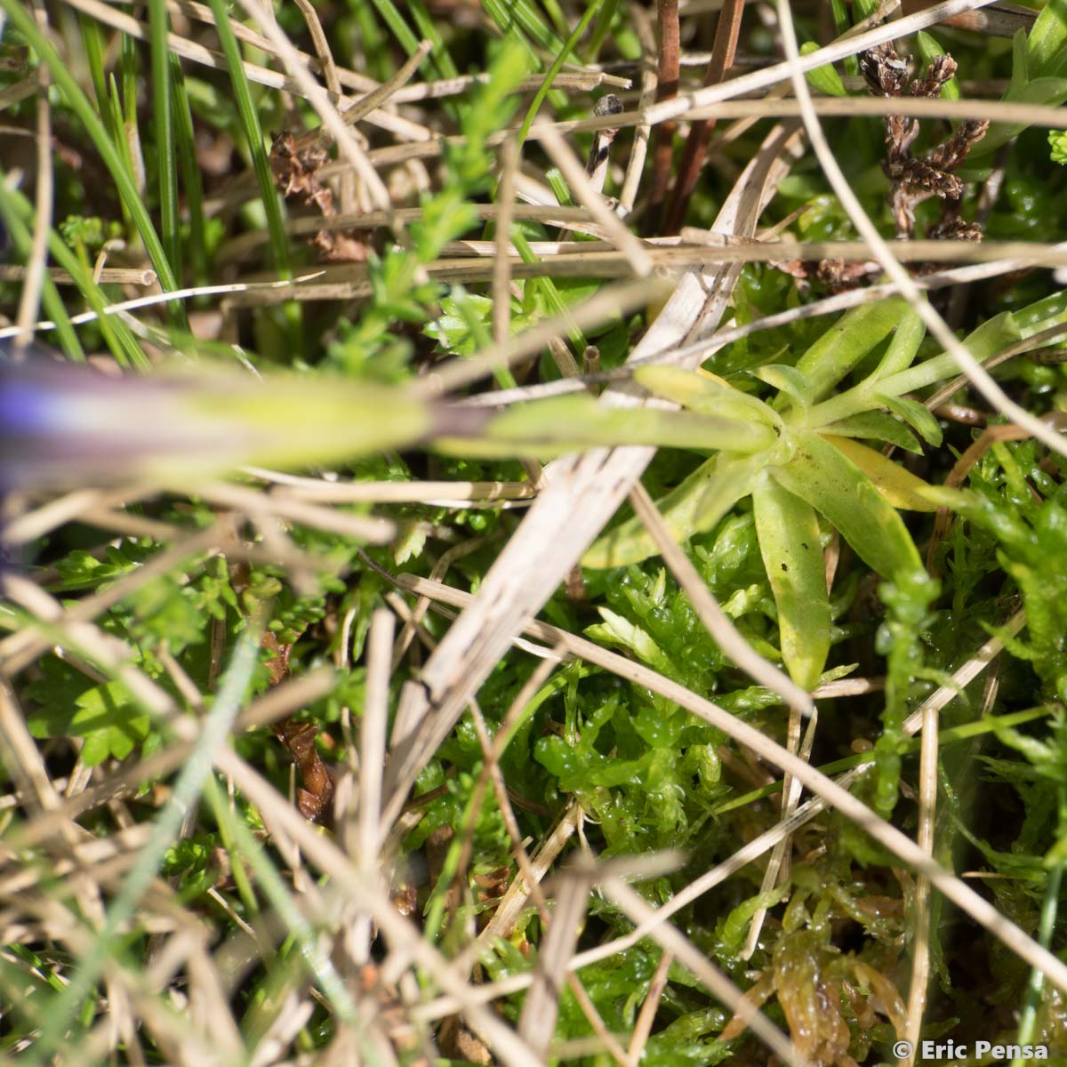 Gentiane des Pyrénées - Gentiana pyrenaica